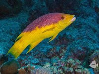 Spanish Hogfish